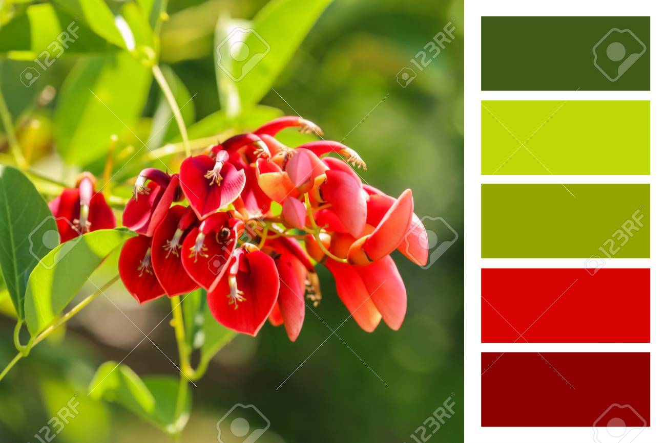 découvrez notre palette tropicale, un arc-en-ciel de couleurs inspiré par la nature luxuriante des tropiques. parfaite pour vos projets artistiques, elle évoque des paysages ensoleillés et des ambiances exotiques.