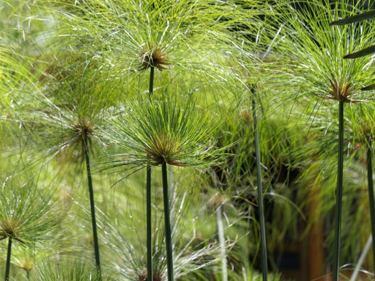 découvrez les secrets d'une plantation tropicale réussie : conseils pratiques, choix des plantes, techniques d'entretien et astuces pour créer un jardin luxuriant. transformez votre espace en un véritable paradis tropical !