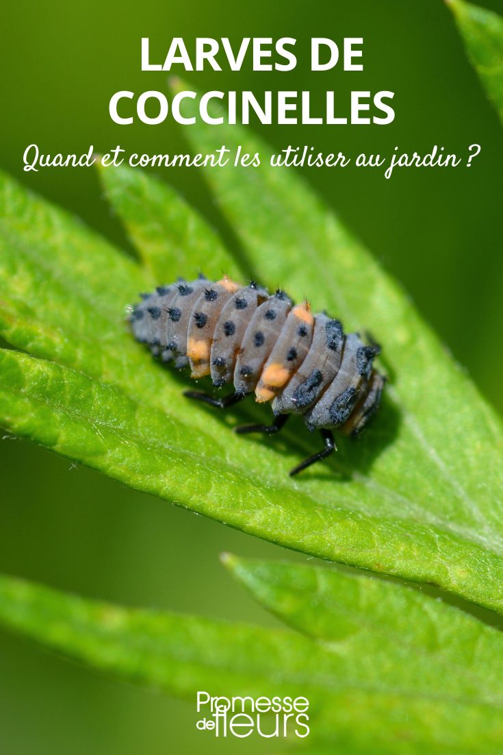 découvrez le rôle essentiel des larves de jardin dans l'écosystème, leur impact sur la biodiversité et comment elles contribuent à la santé de votre jardin. apprenez à préserver ces alliées naturelles pour un environnement durable.