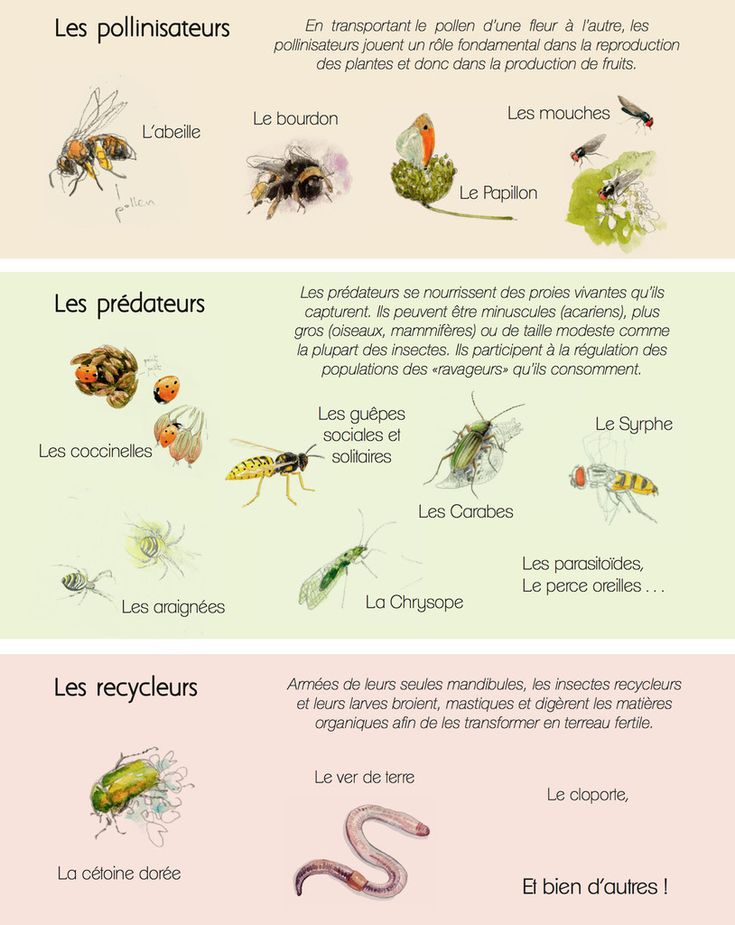 découvrez le rôle crucial des larves de jardin dans l'écosystème, de leur contribution à la décomposition des matières organiques à leur impact sur la santé des sols. apprenez comment ces petites créatures favorisent la biodiversité et soutiennent un jardin sain.