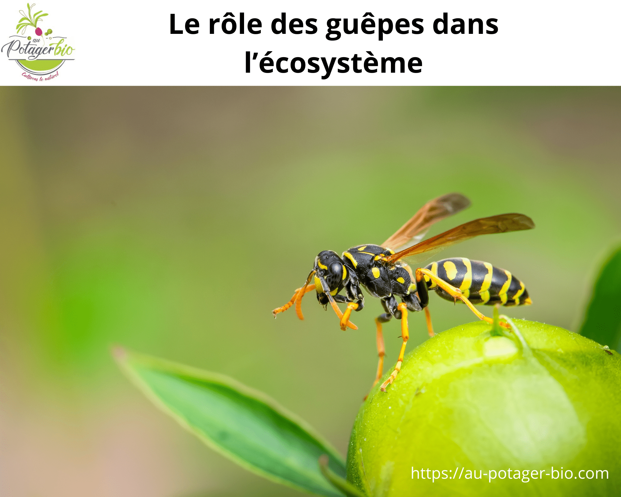 découvrez le rôle essentiel des larves de jardin dans l'écosystème, leur impact sur la biodiversité et comment elles contribuent à la santé des sols et des plantes.